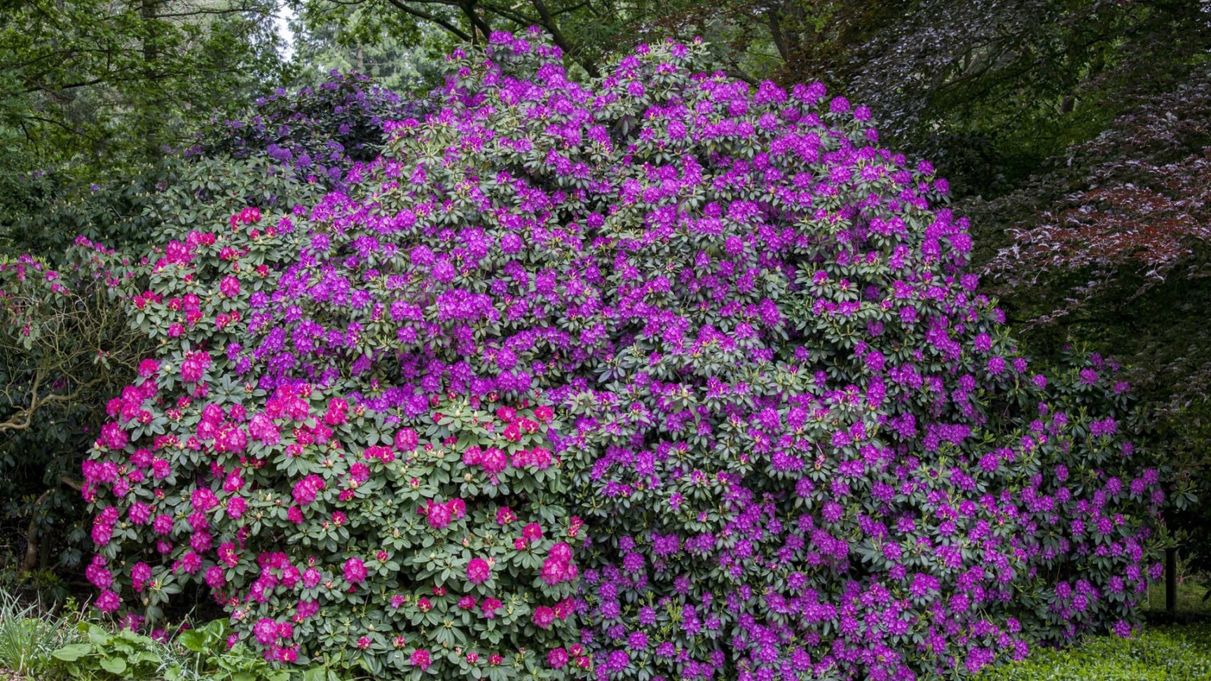 Rhododendron Ponticum: A Threat To Biodiversity