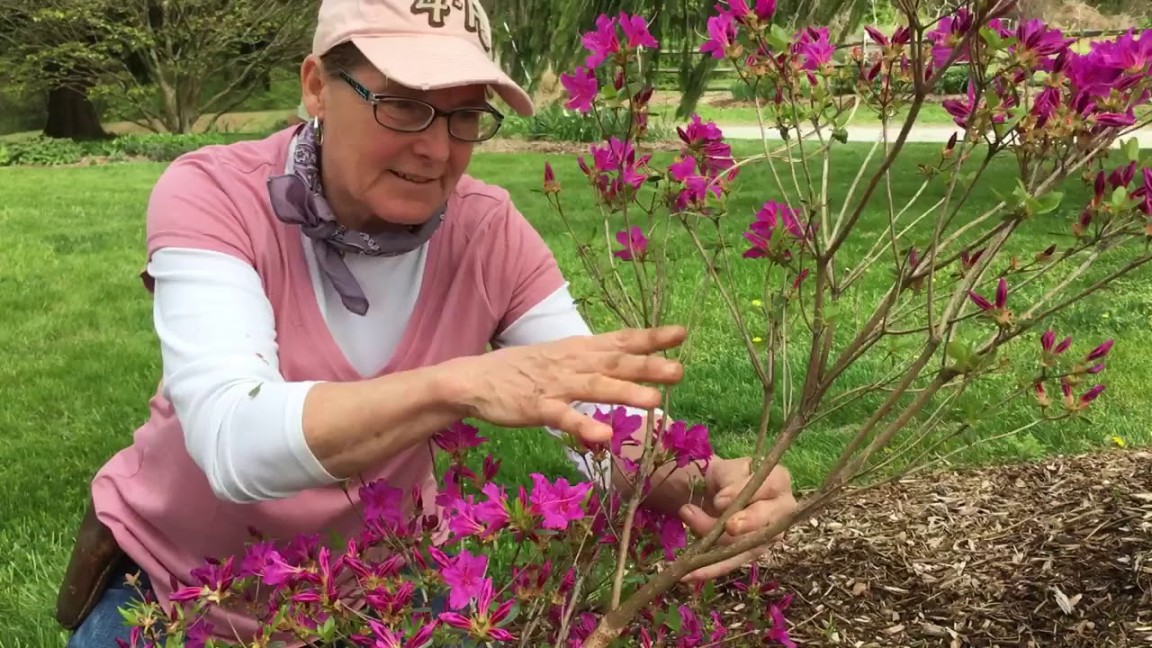 How To Trim Azalea Bushes: A Step-by-Step Guide