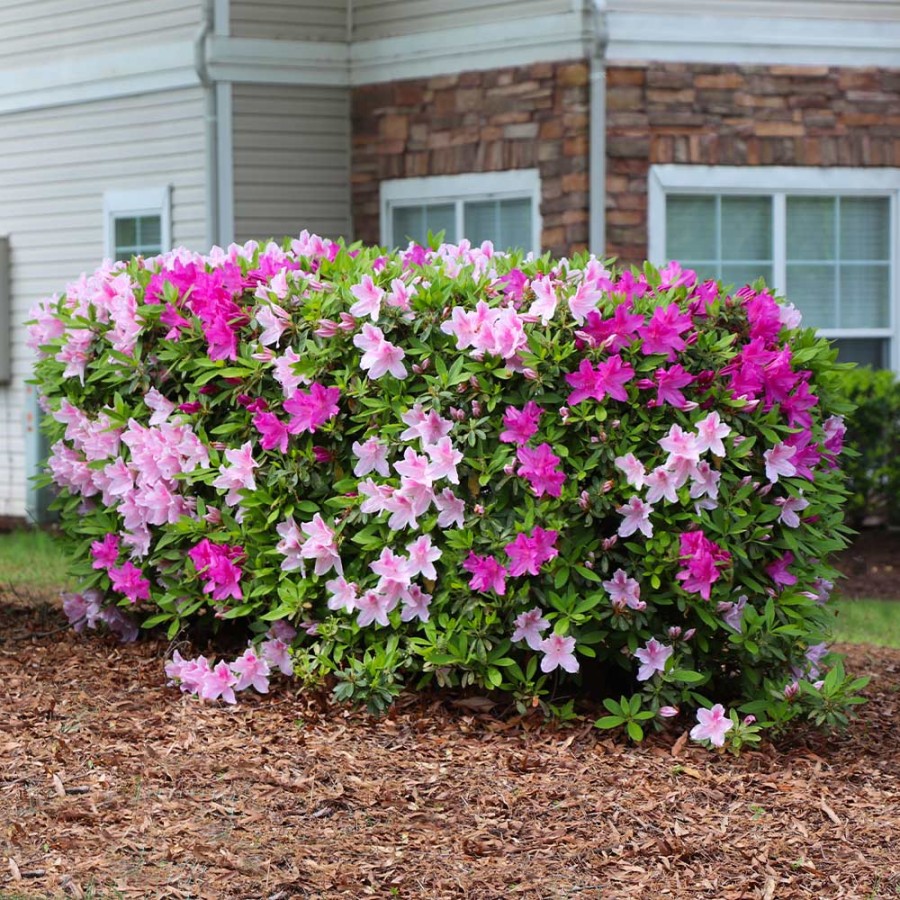 Azalea Plants For Sale: Elevate Your Garden With Vibrant Blooms