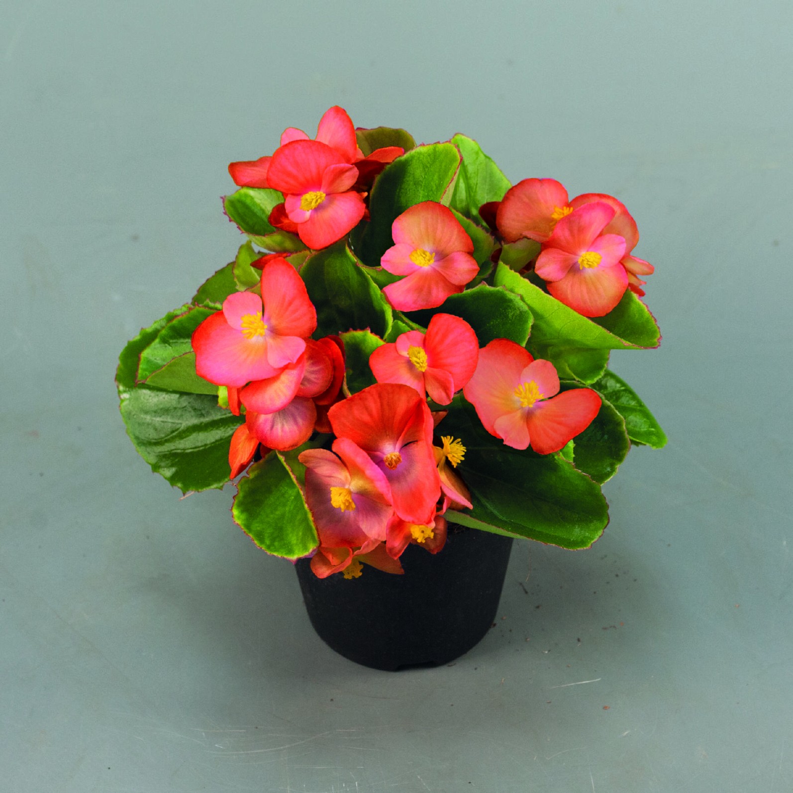 Begonia: A Colorful Delight