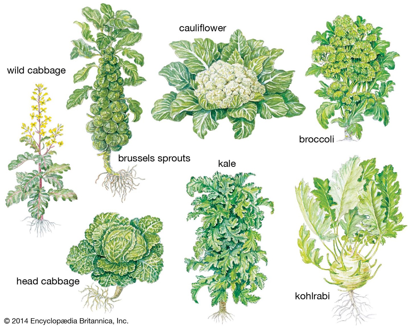 Brassica Vegetables: A Nutritional Powerhouse