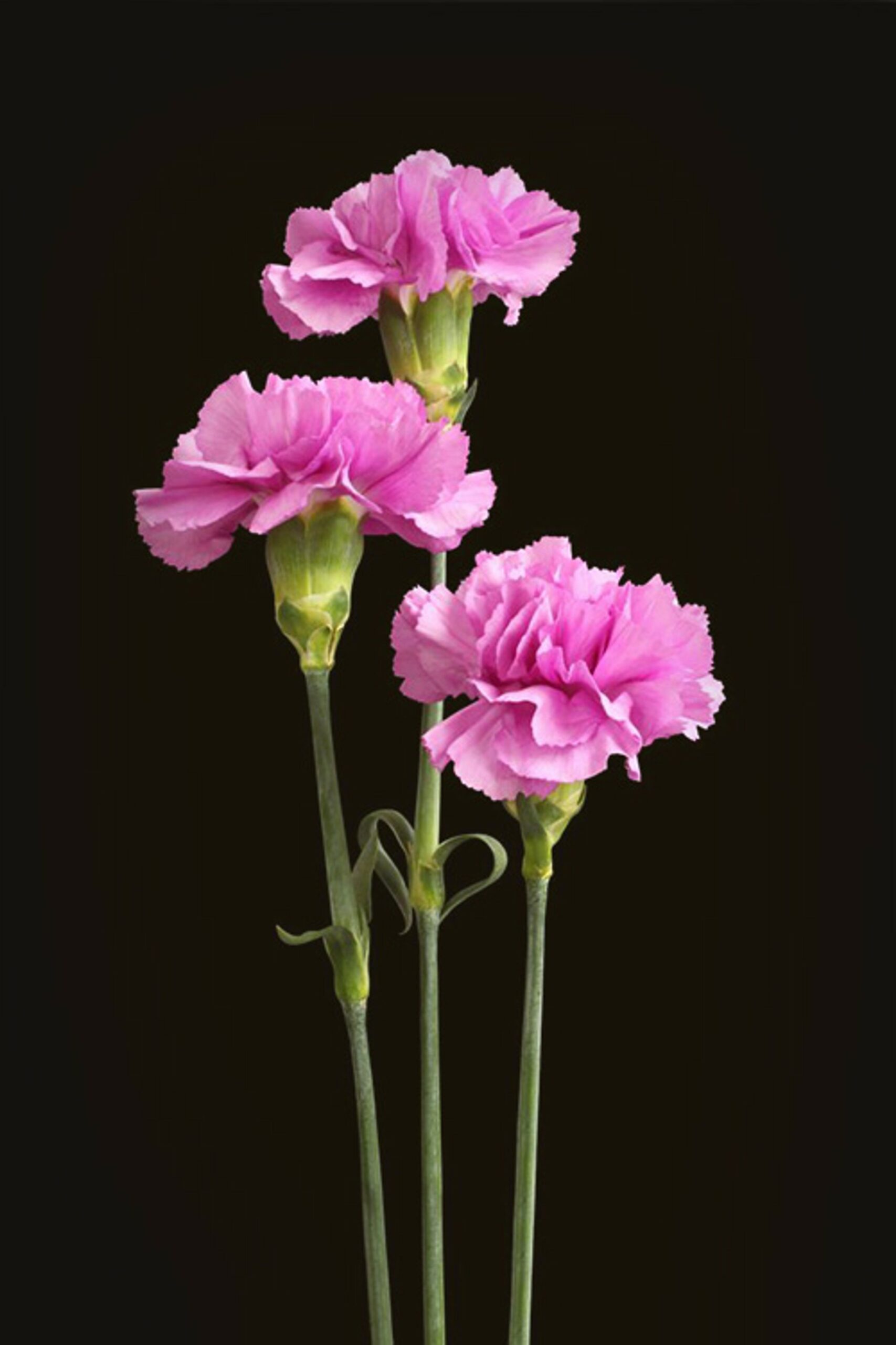 Carnation: A Timeless Floral Beauty