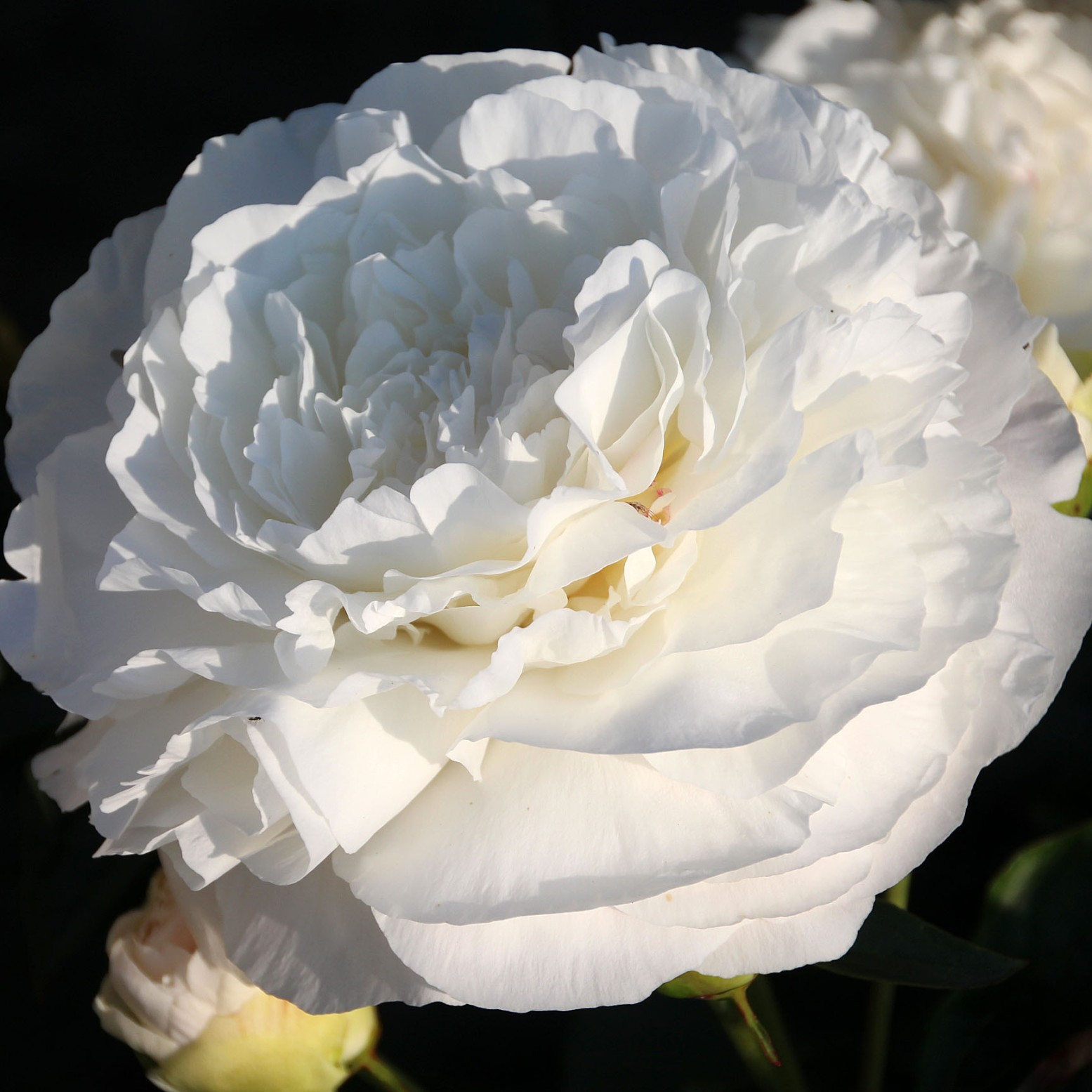 Warmerdam Peonies: Elegance In Bloom