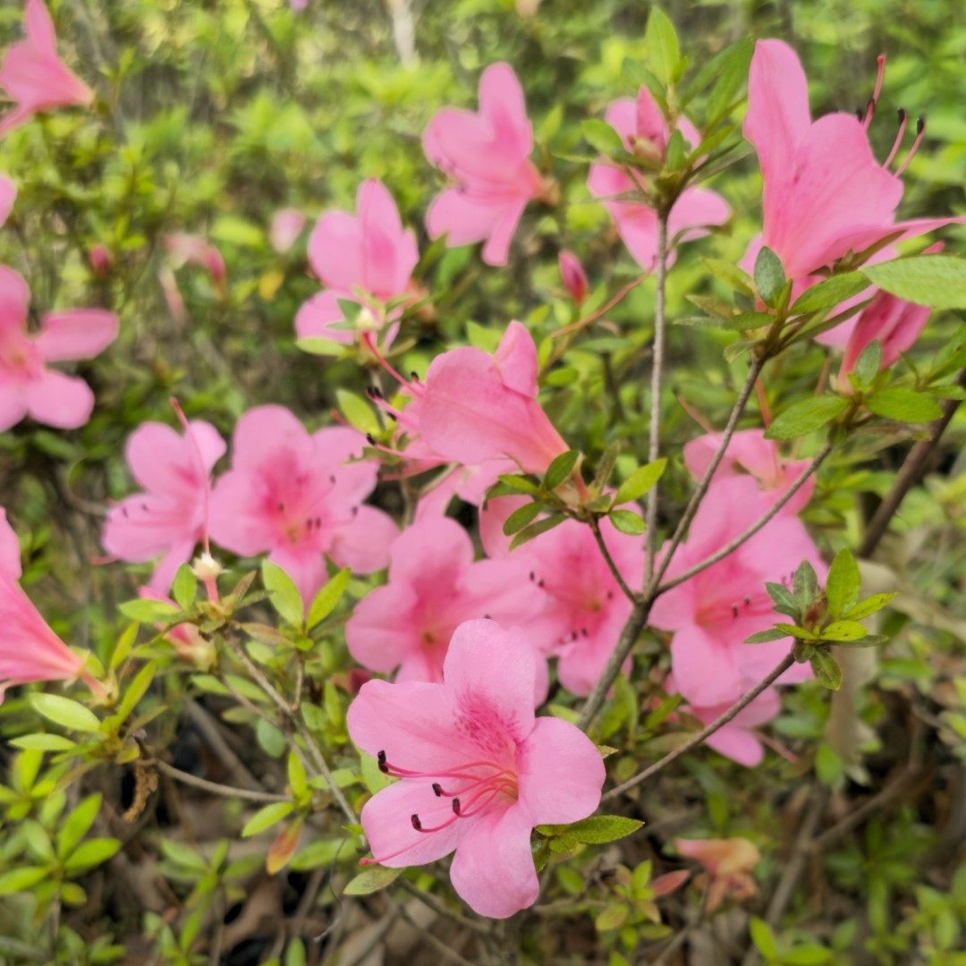 Chinzan Azalea: A Burst Of Springtime Beauty