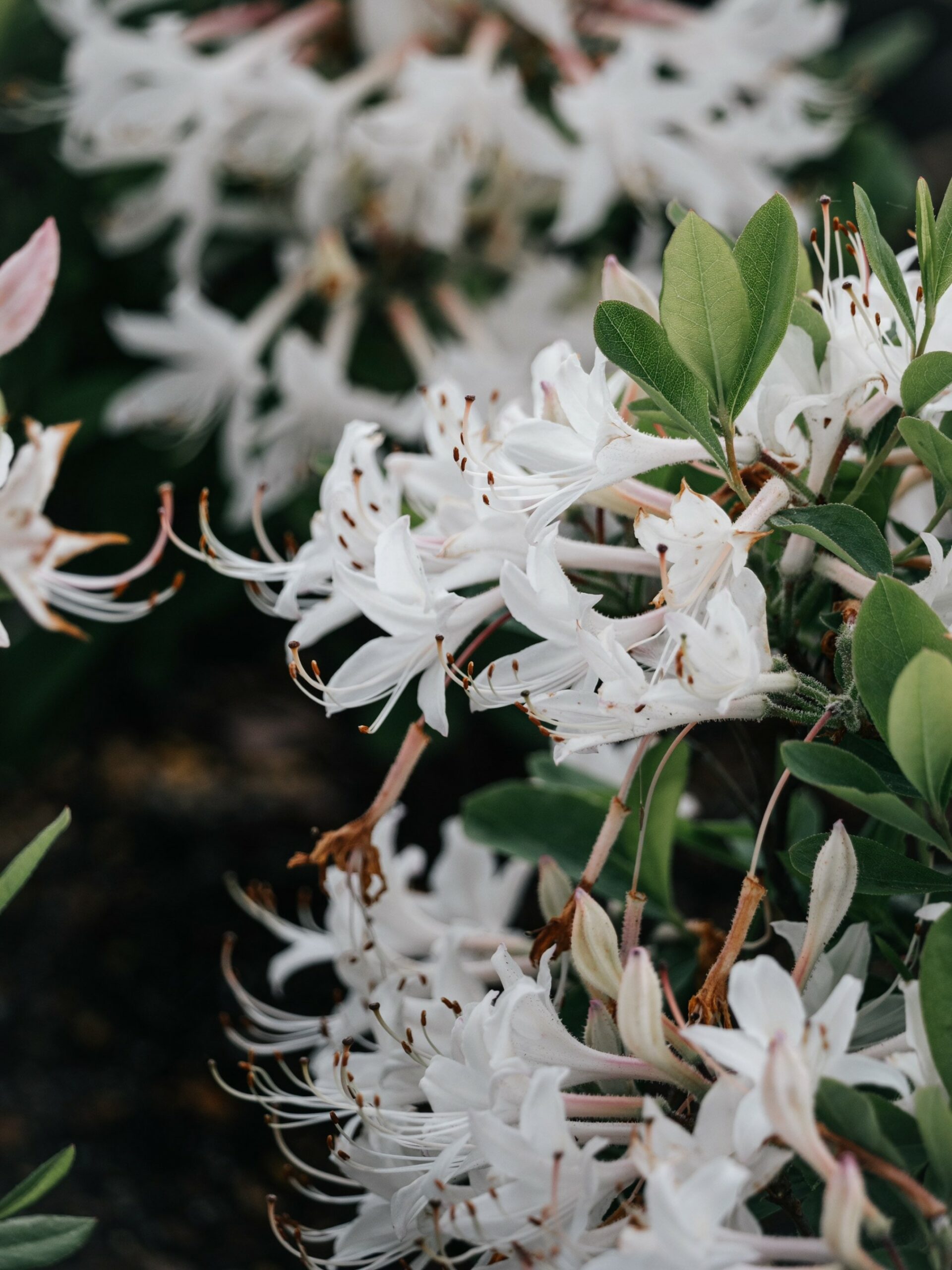 Coastal Azalea: A Seaside Delight