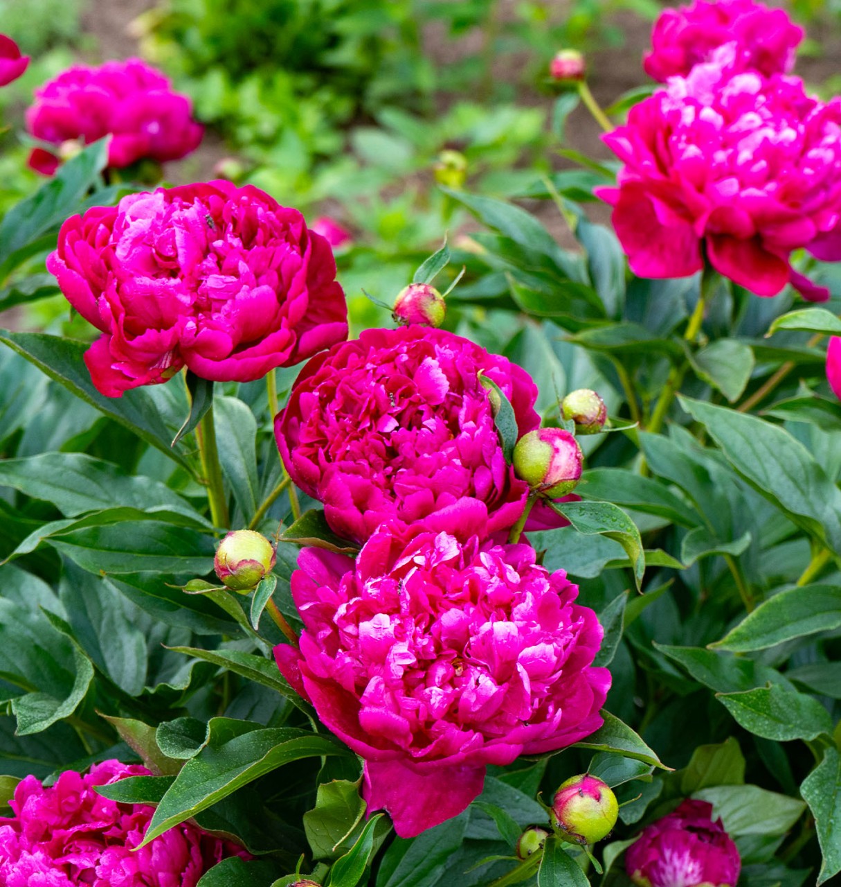 How To Prepare Peonies For Winter: A Step-by-Step Guide