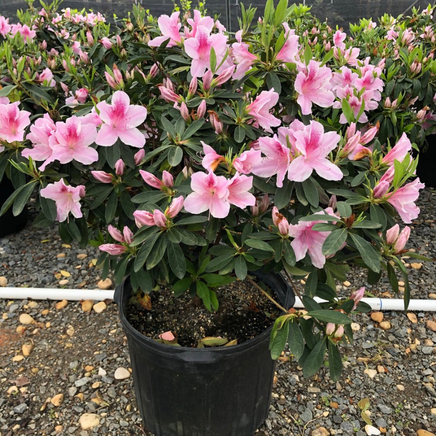 George Tabor Azalea: A Gardener’s Delight