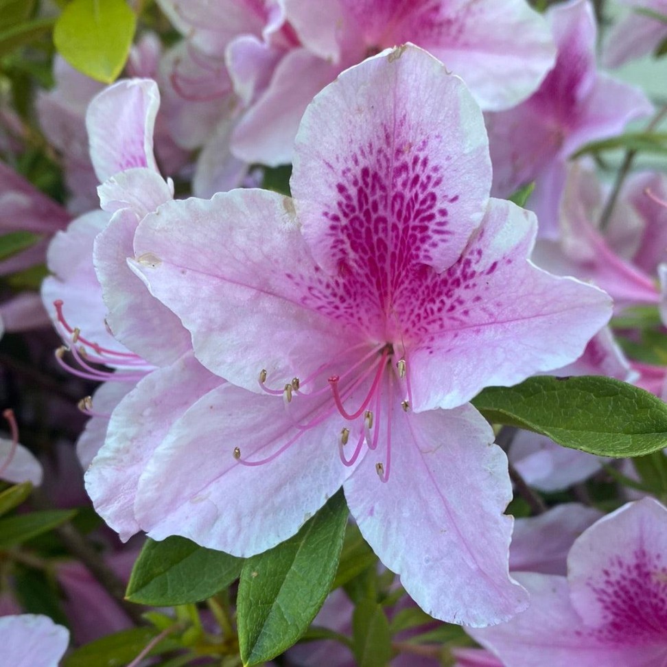 The Elegance Of The George Taber Azalea