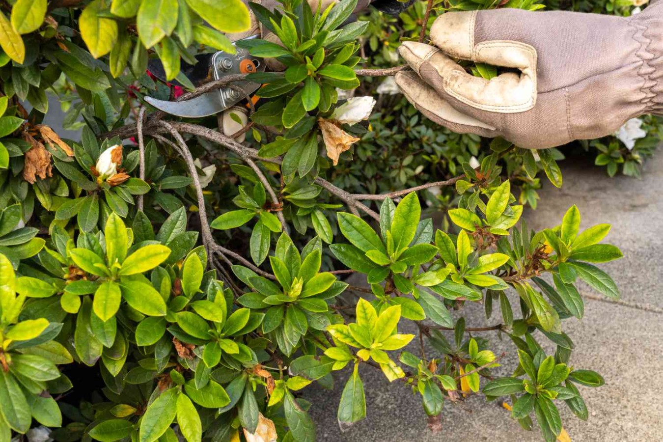 Trimming Azaleas In Fall: A Guide To Post-Bloom Pruning