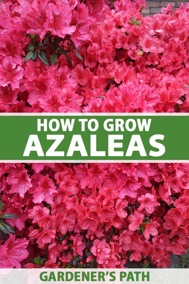 Are Azaleas Perennials?