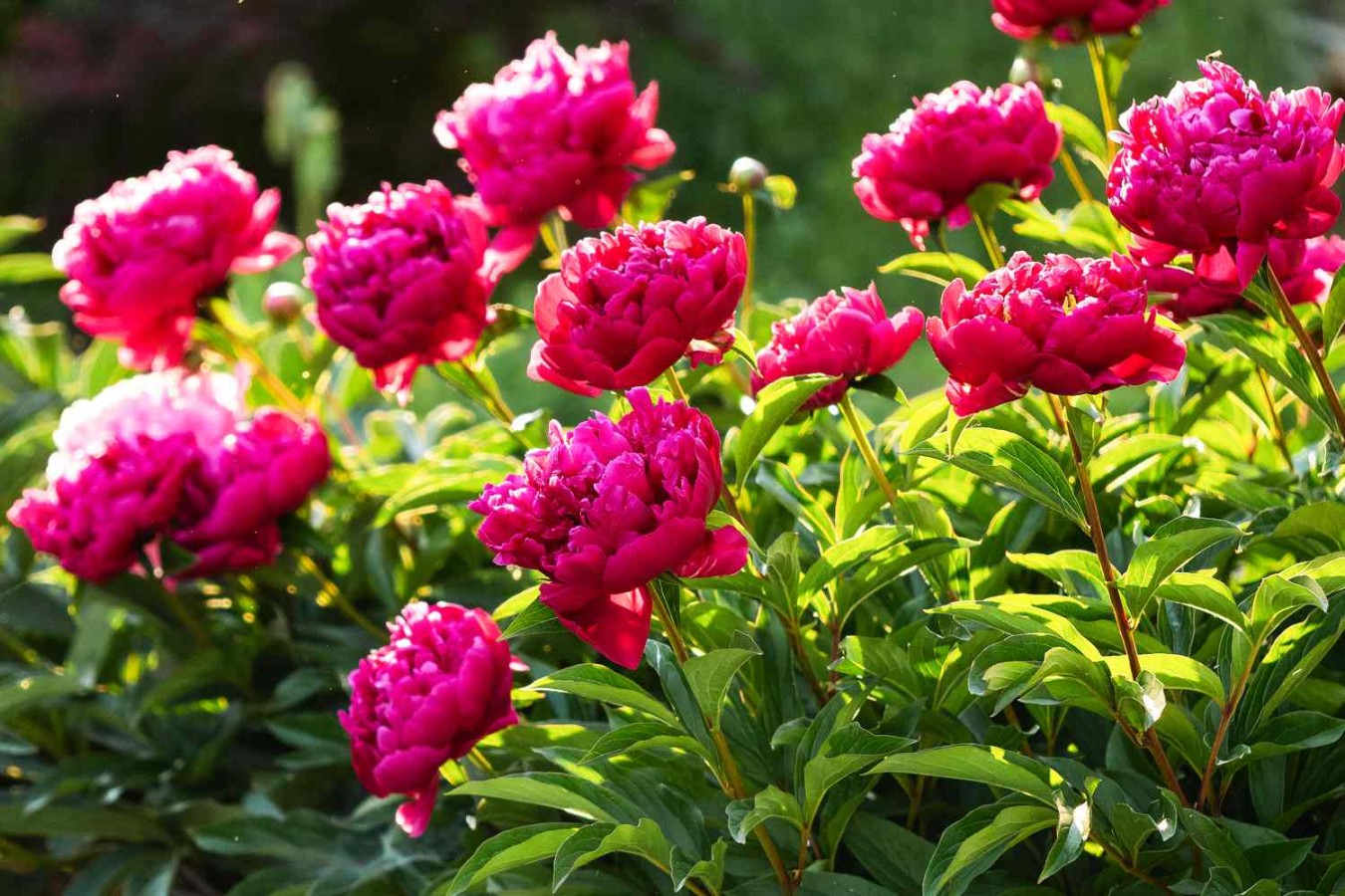 How Deep To Plant Peonies: A Quick Guide