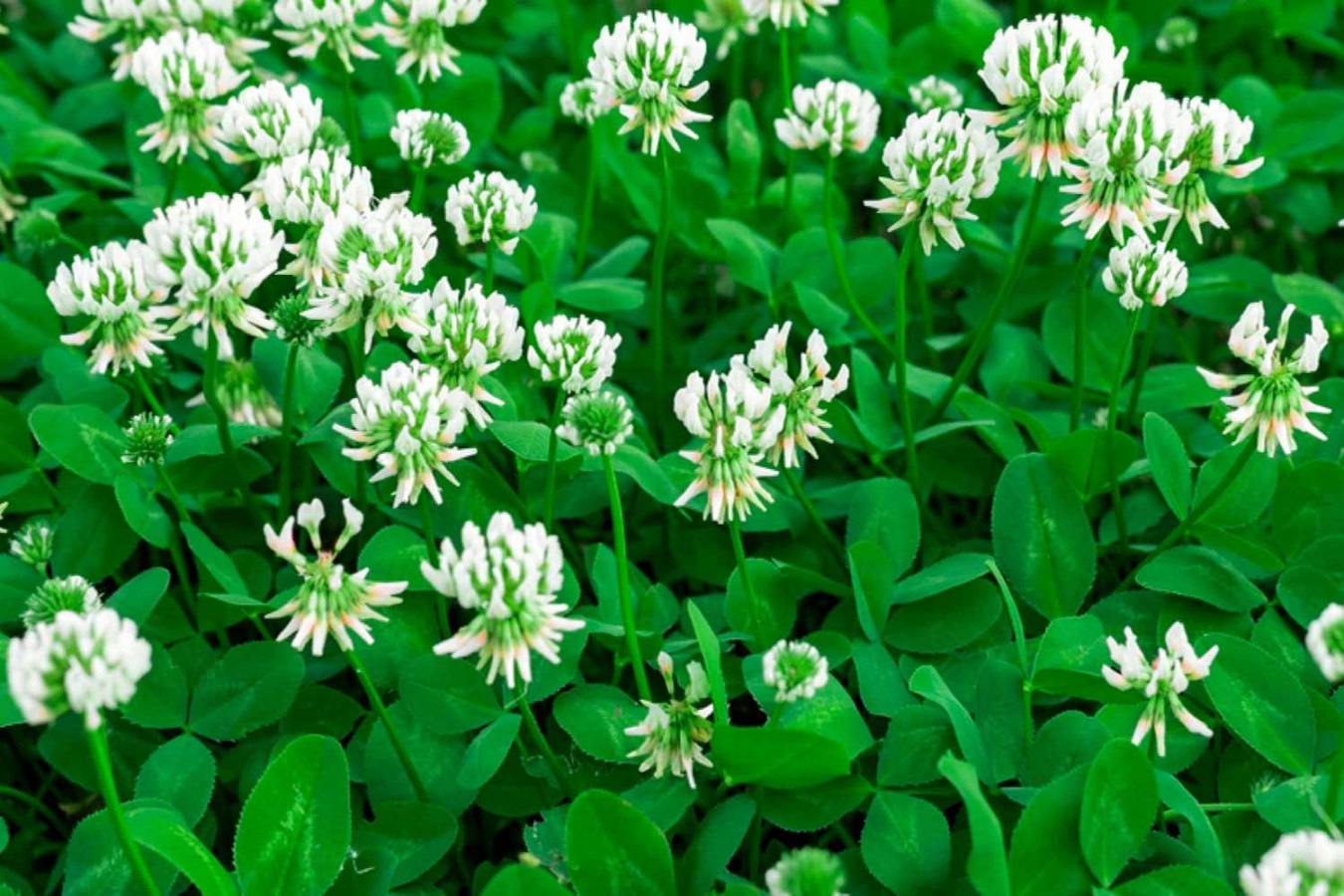 White Clover: A Resilient Groundcover For Your Garden