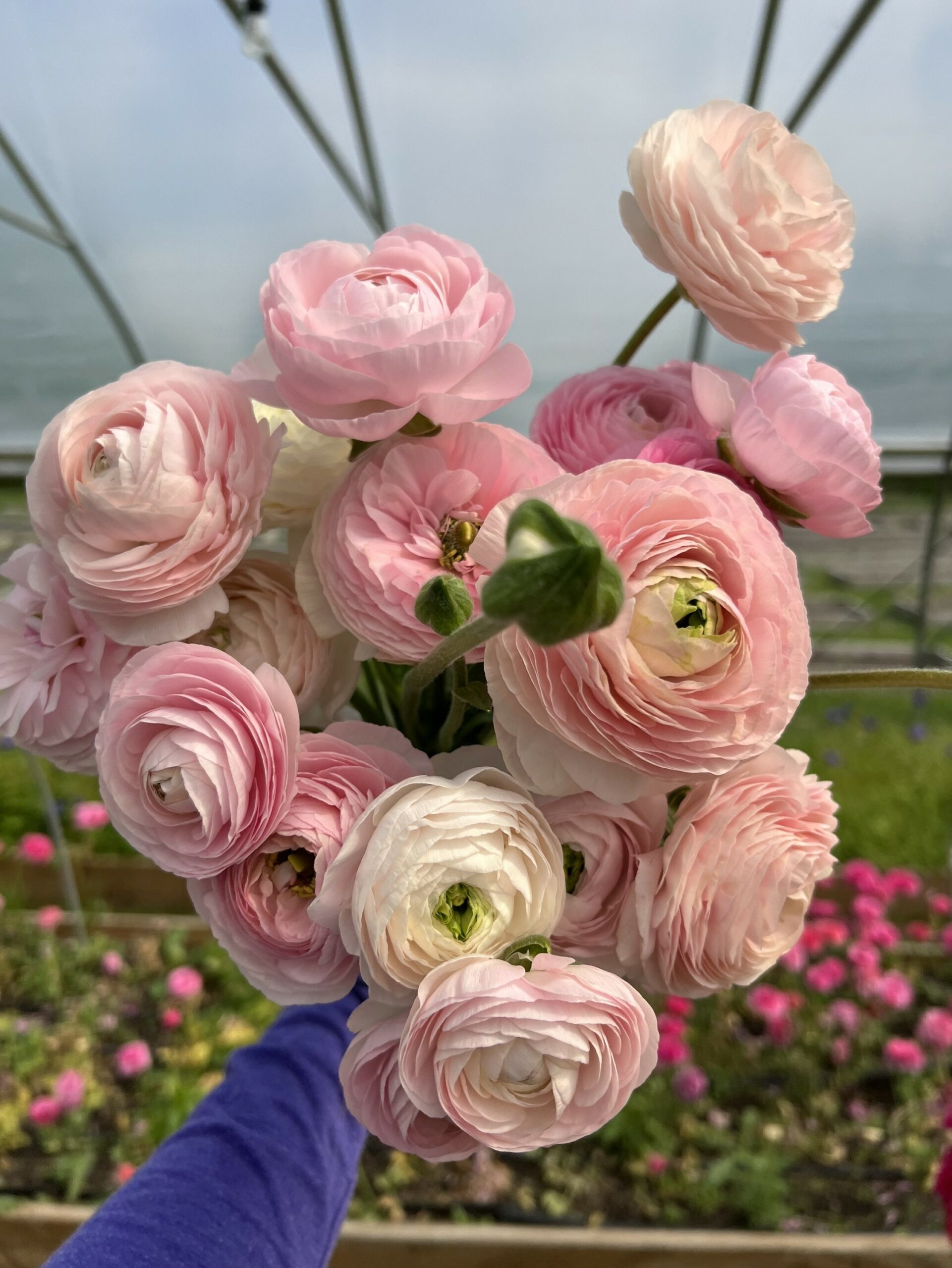 Ranunculus: A Delicate Beauty In Bloom