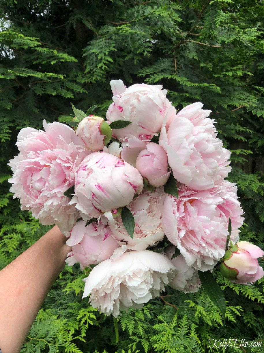 How Much Sun Do Peonies Need