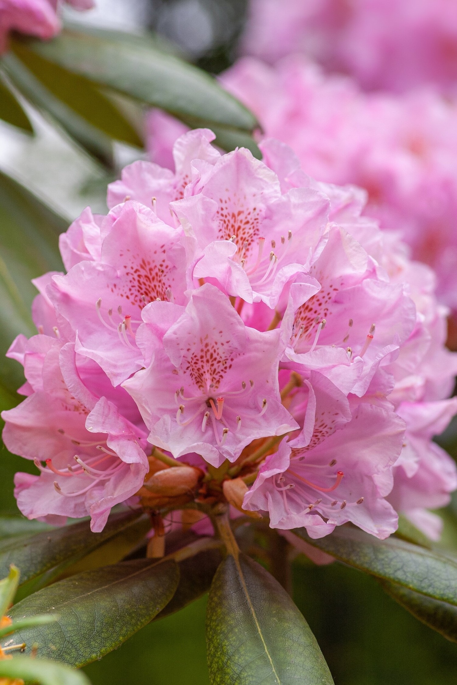 How To Propagate Rhododendron: A Step-by-Step Guide