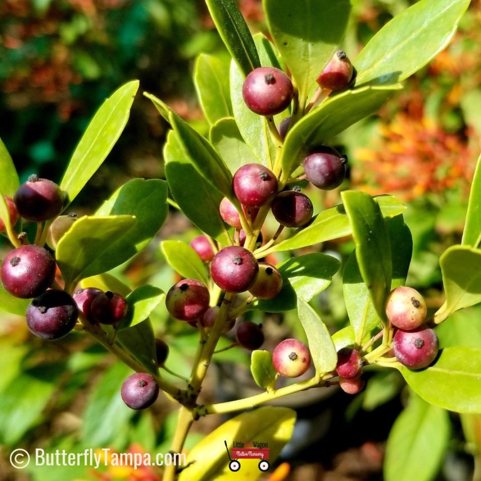 The Inkberry: A Versatile Native Shrub