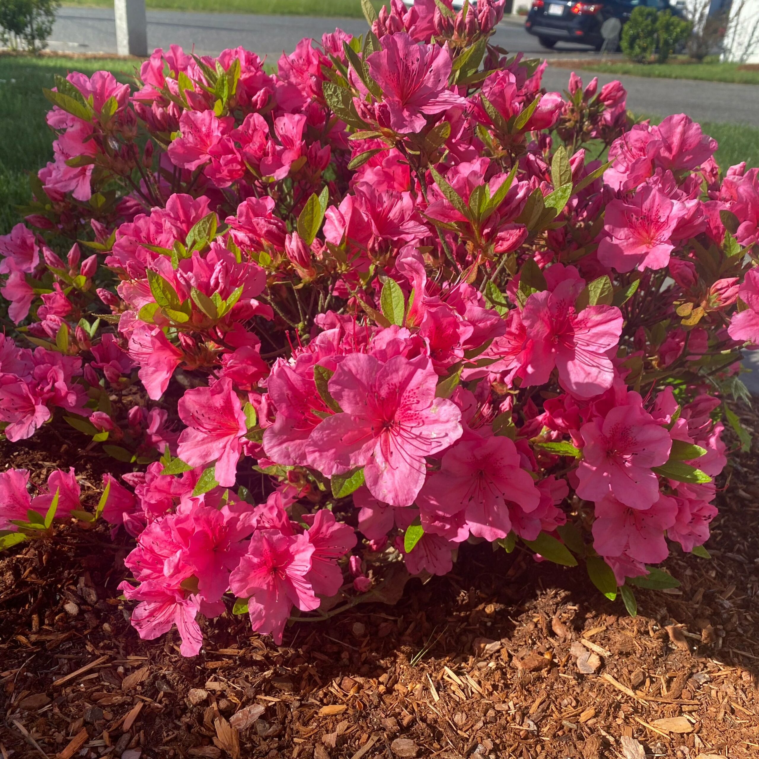 Can Azaleas Grow In Shade? A Guide To Shaded Azalea Care