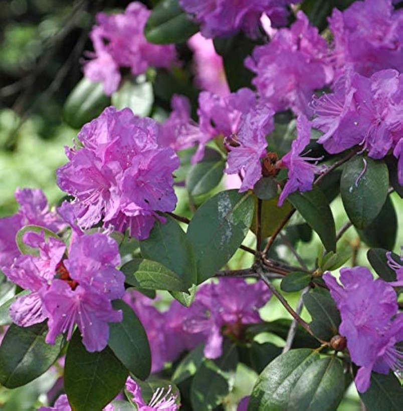 Rhododendron Minus: A Closer Look