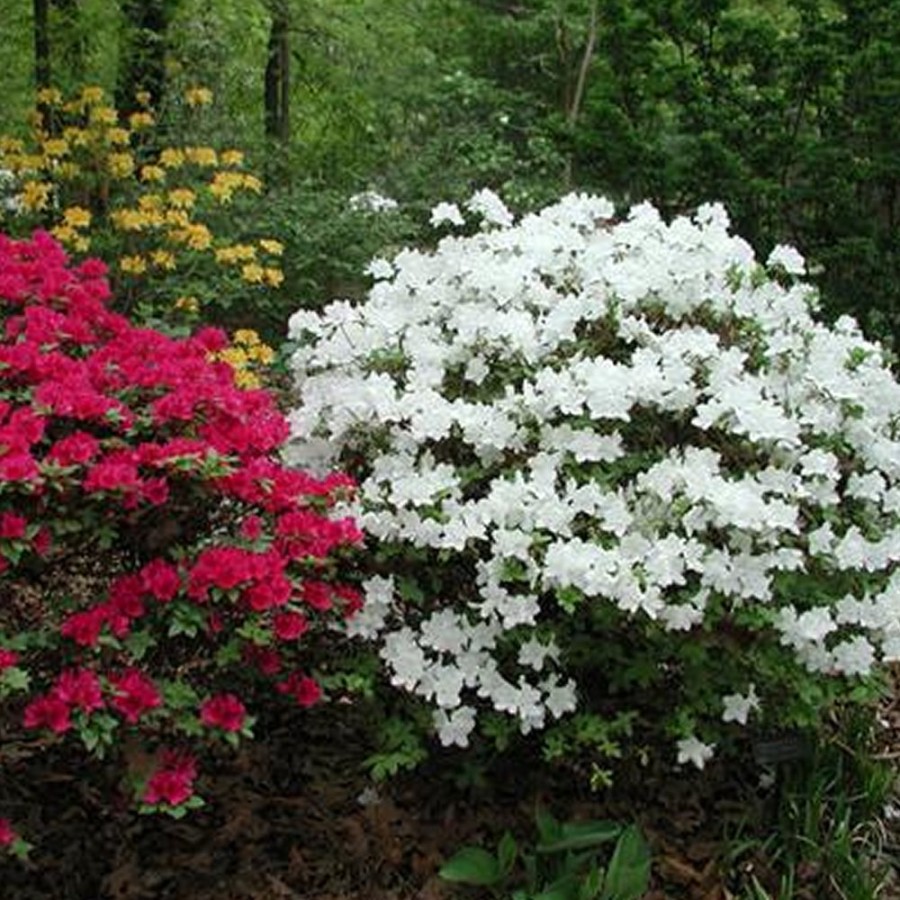 Pleasant White Azalea: A Delicate Beauty