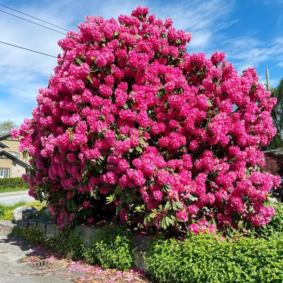 Rhododendron Seeds: A Guide To Sowing And Cultivation