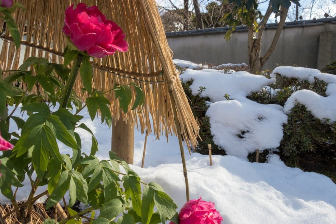 Winterizing Peonies: A Guide To Protecting Your Plants