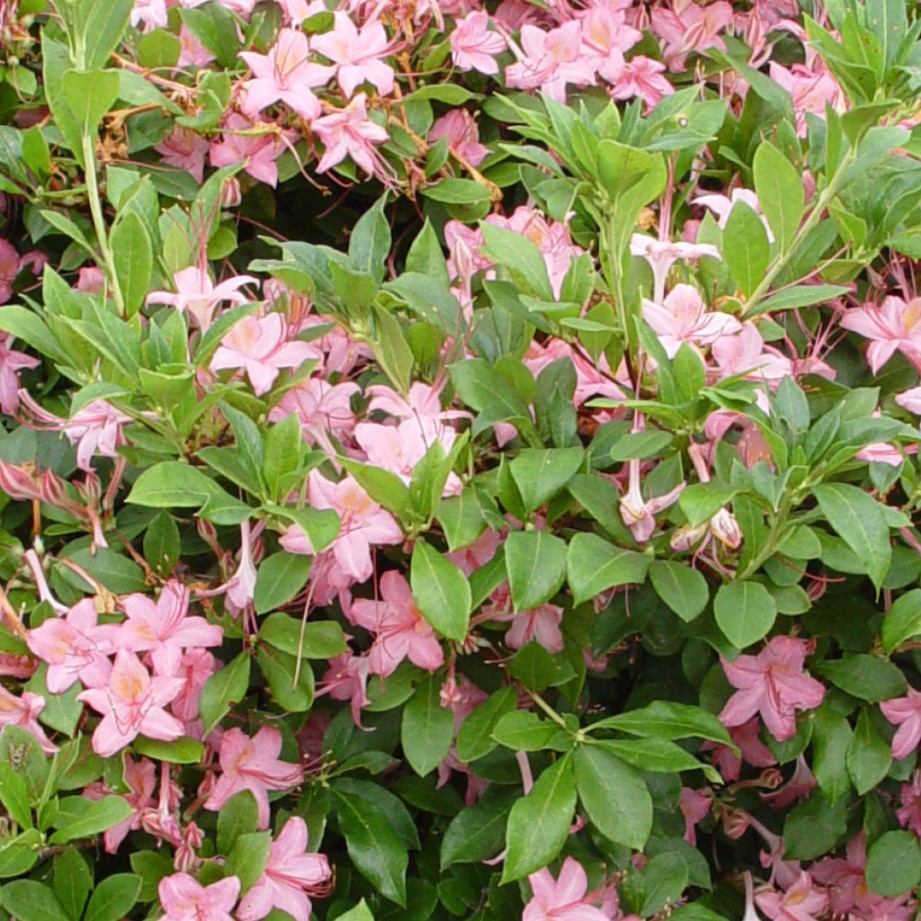 Sweet Azalea: A Delicate Floral Delight