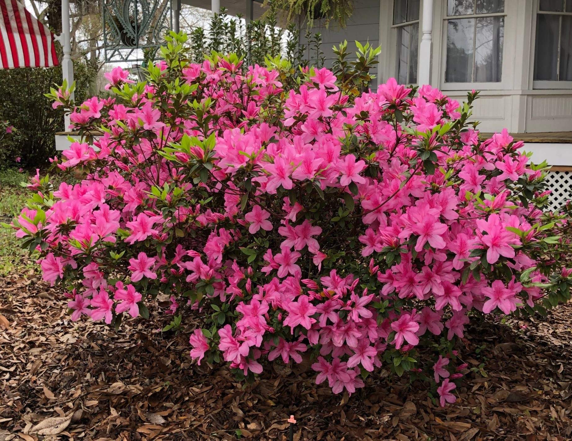 Pink Ruffle Azalea: A Delicate Floral Delight