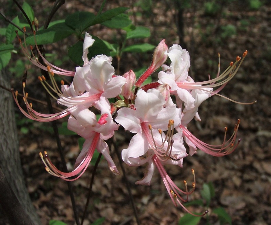 Pinxterbloom Azalea: A Wild Beauty