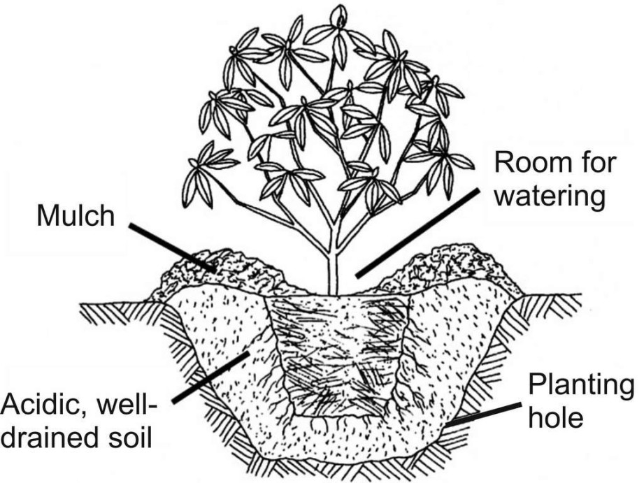 Transplanting Rhododendrons: A Step-by-Step Guide