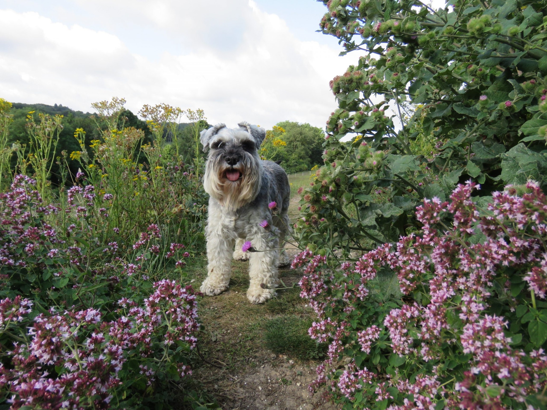 Are Azaleas Toxic To Dogs?