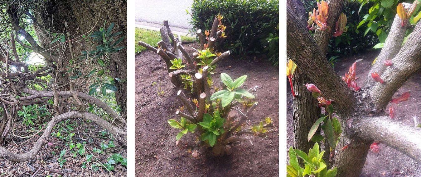 Best Time To Prune Rhododendrons