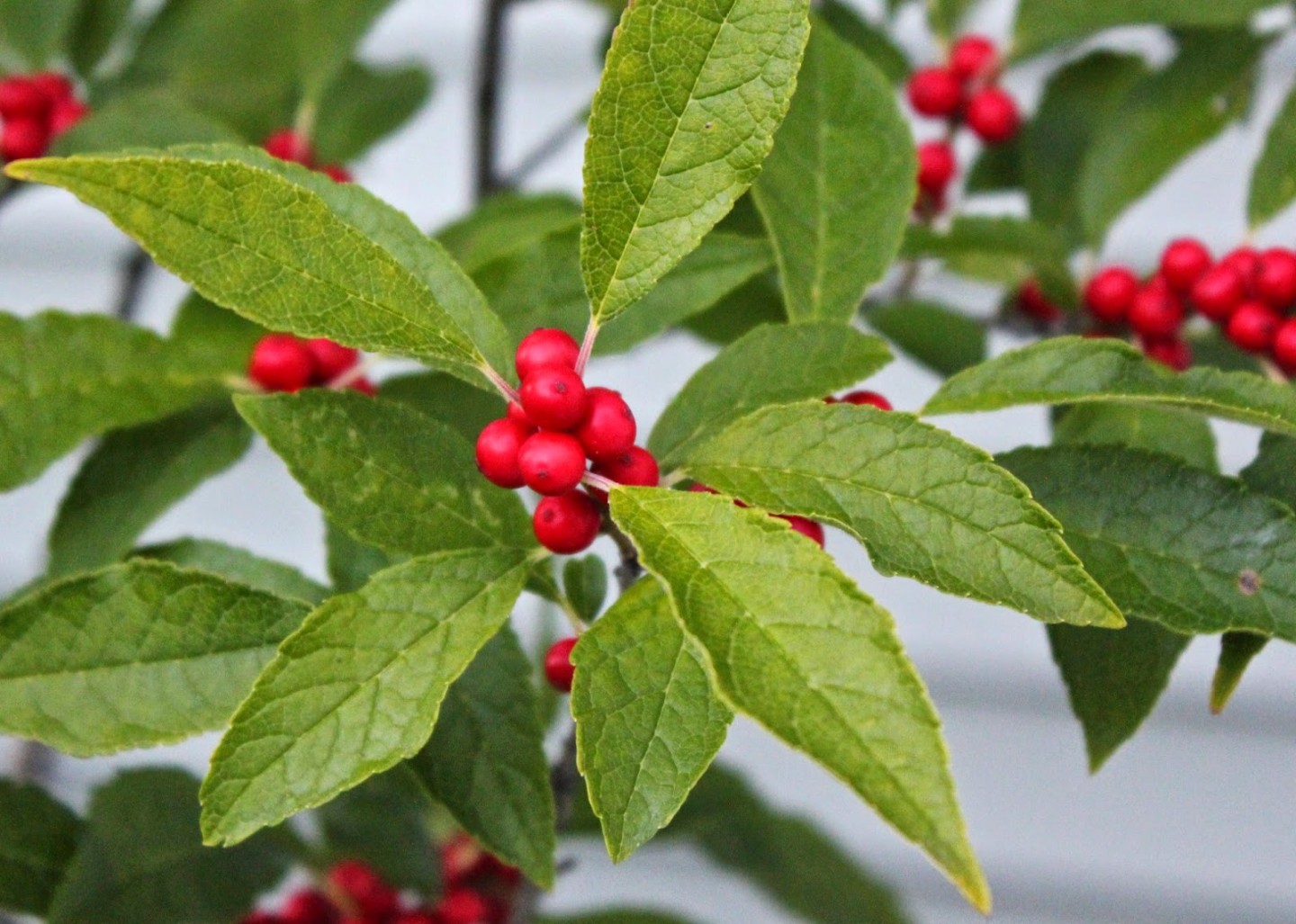 Winterberry: Nature’s Festive Gem