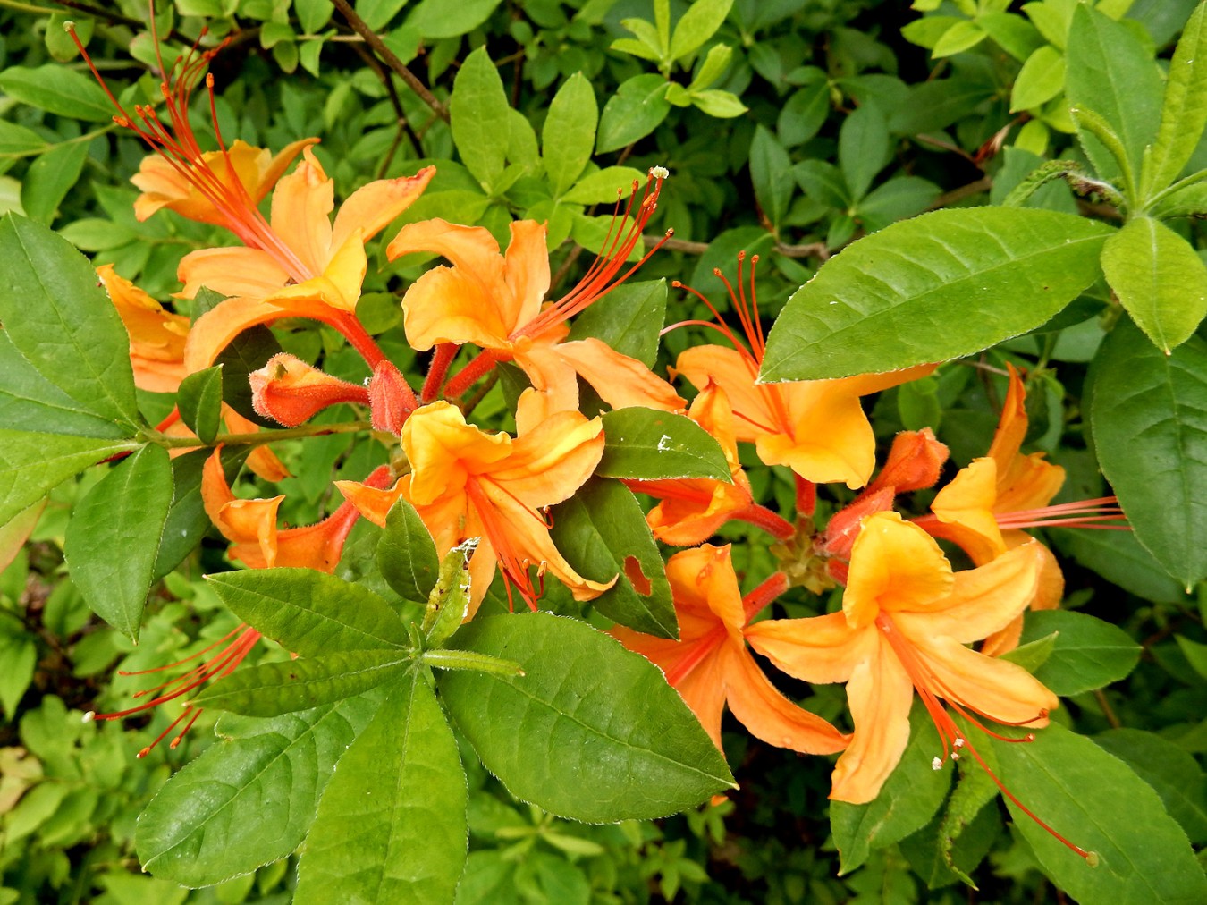 Rhododendron Calendulaceum: A Blaze Of Orange Glory