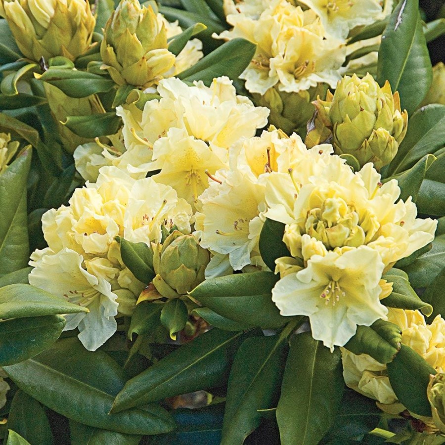 Rhododendron Capistrano: A Garden Gem