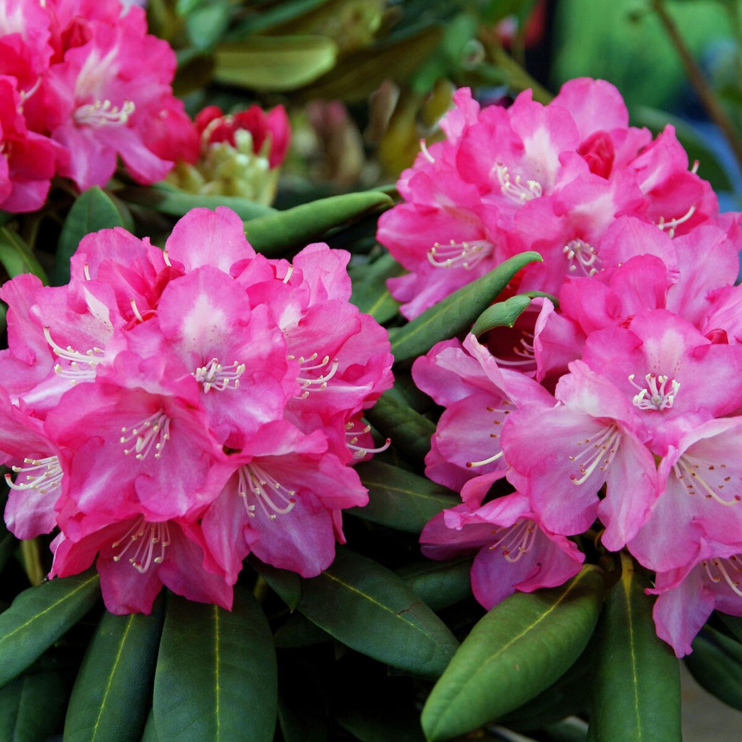 Rhododendron