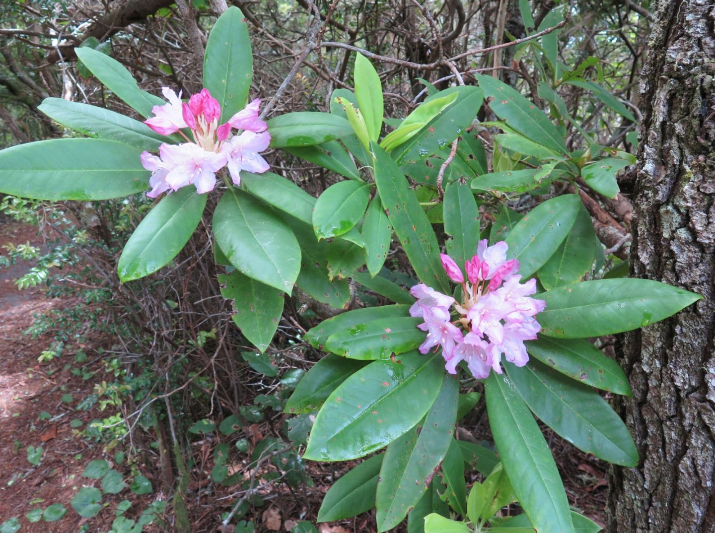 Rhododendron Macrophyllum: A Majestic Giant Of The Pacific Northwest