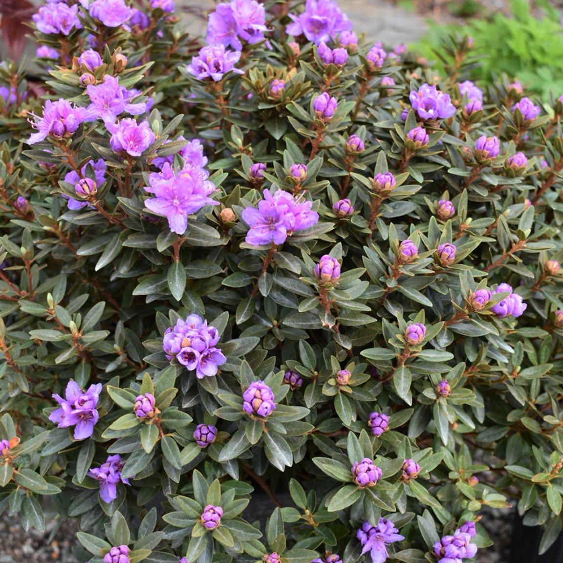 Purple Gem Rhododendron: A Jewel Of The Garden