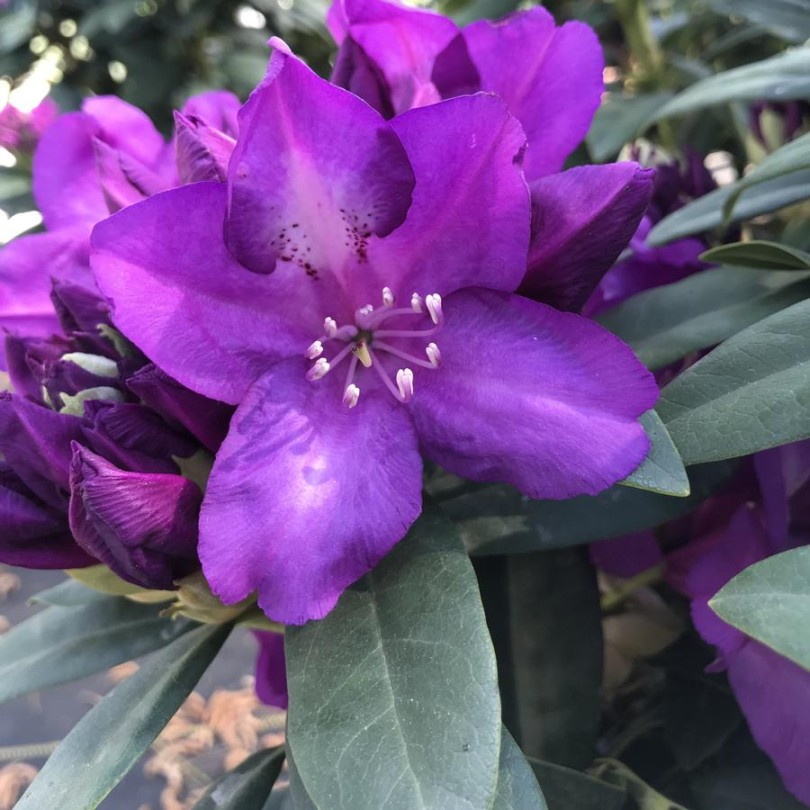 Purple Passion Rhododendron: A Vibrant Floral Delight