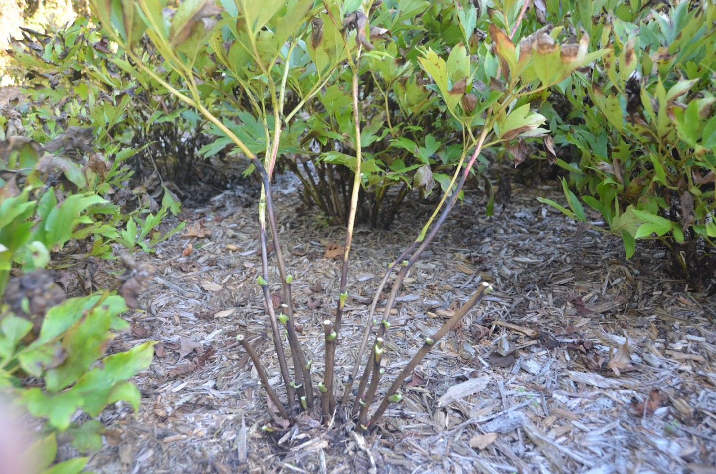 How To Cut Back Peonies For Winter