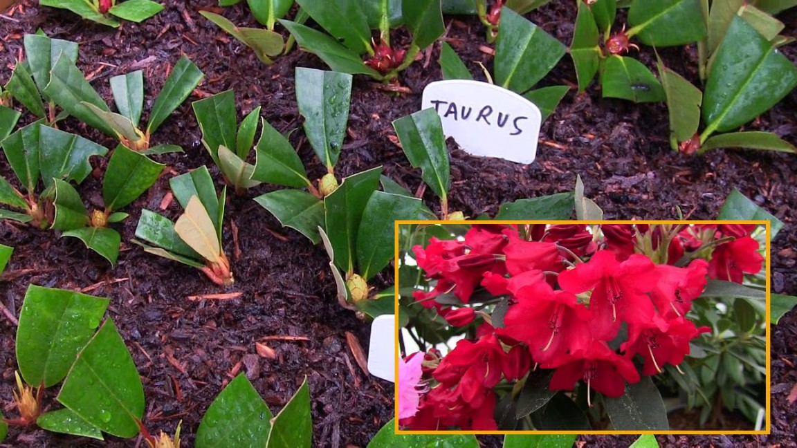 Propagate Rhododendron: A Step-by-Step Guide