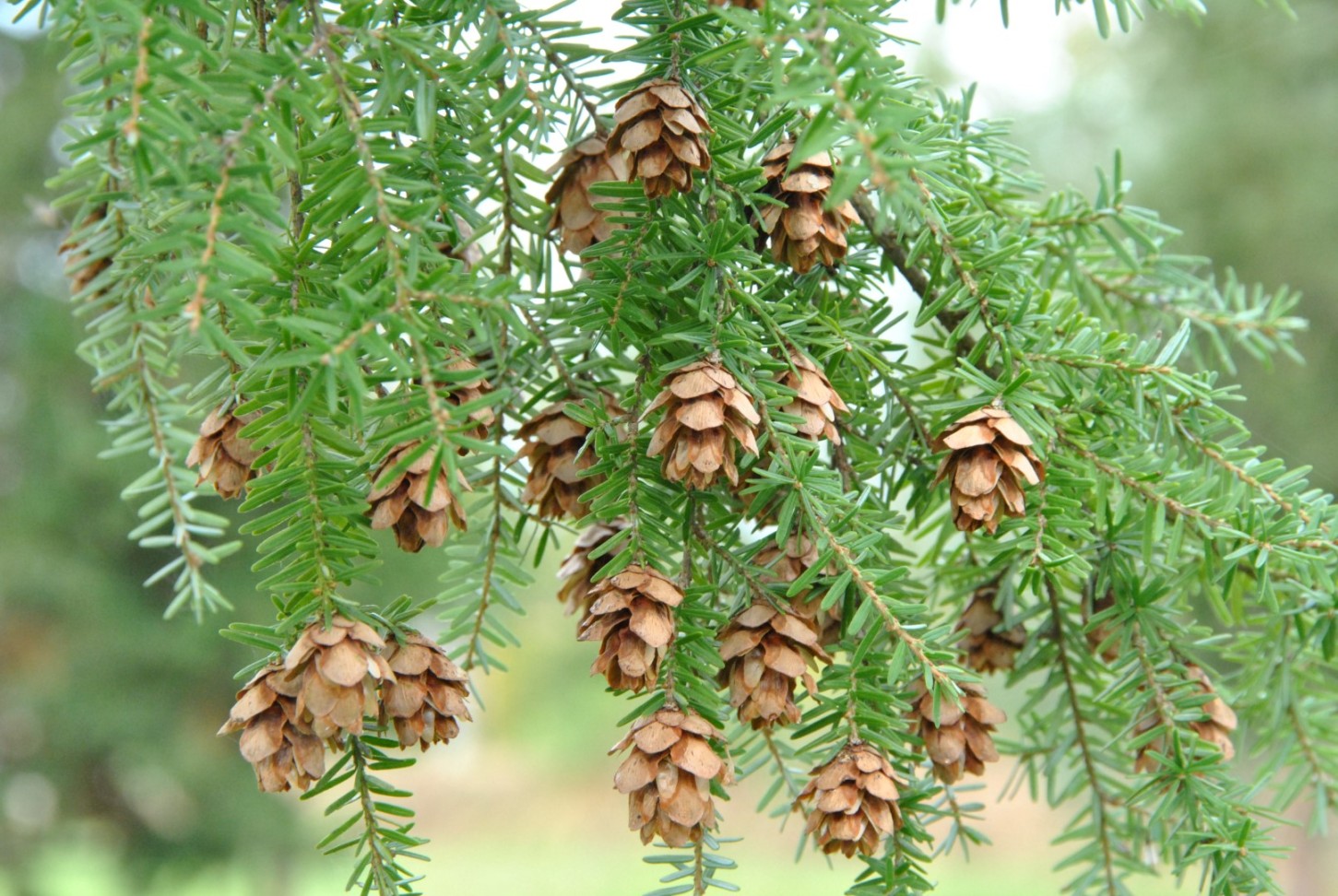 Western Hemlock: A Majestic Tree Of The Pacific Northwest