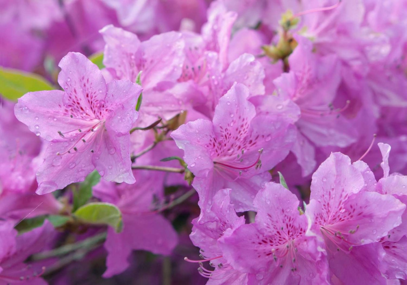 What Color Is Azalea?