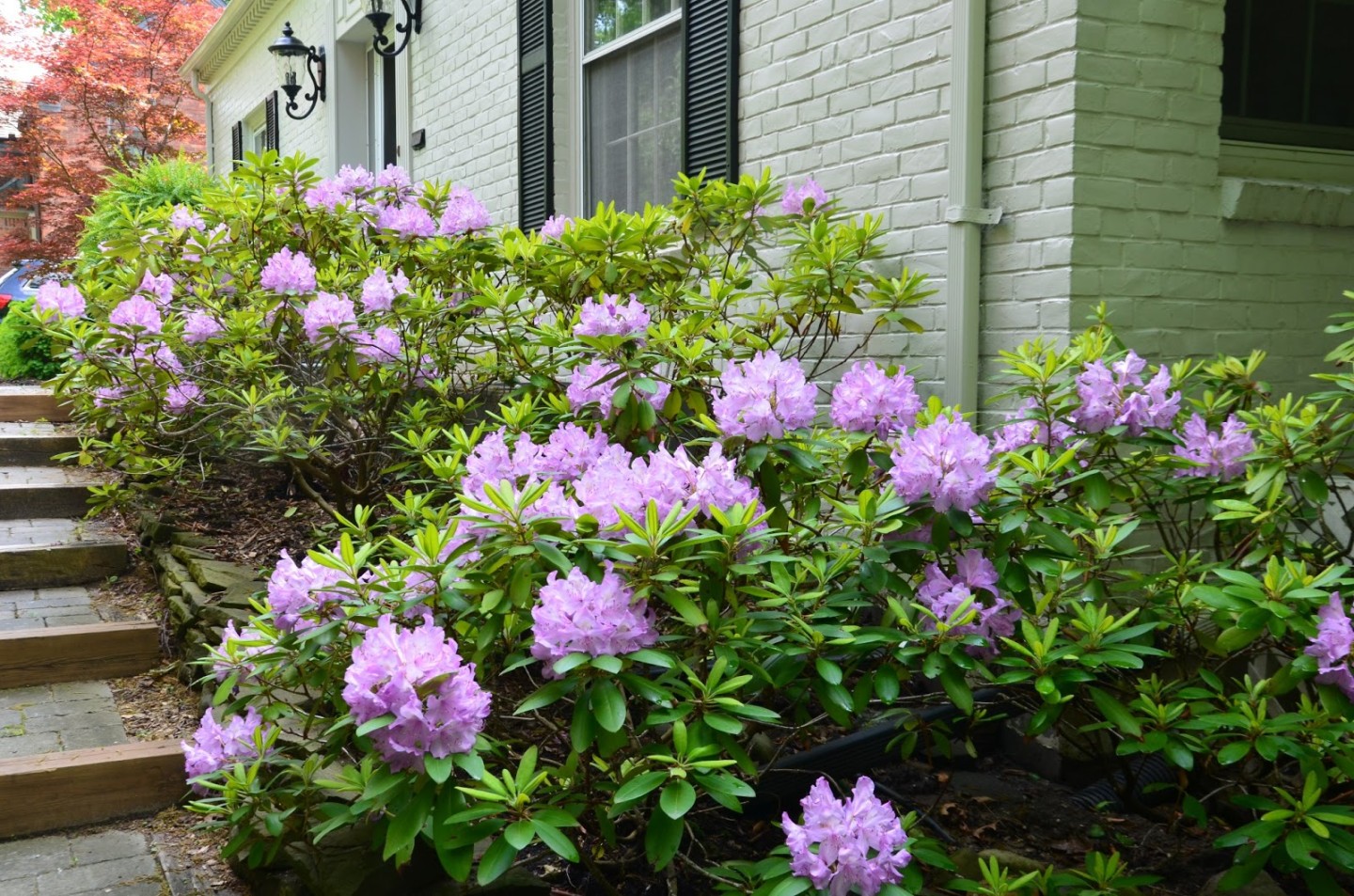 When To Cut Back Rhododendrons