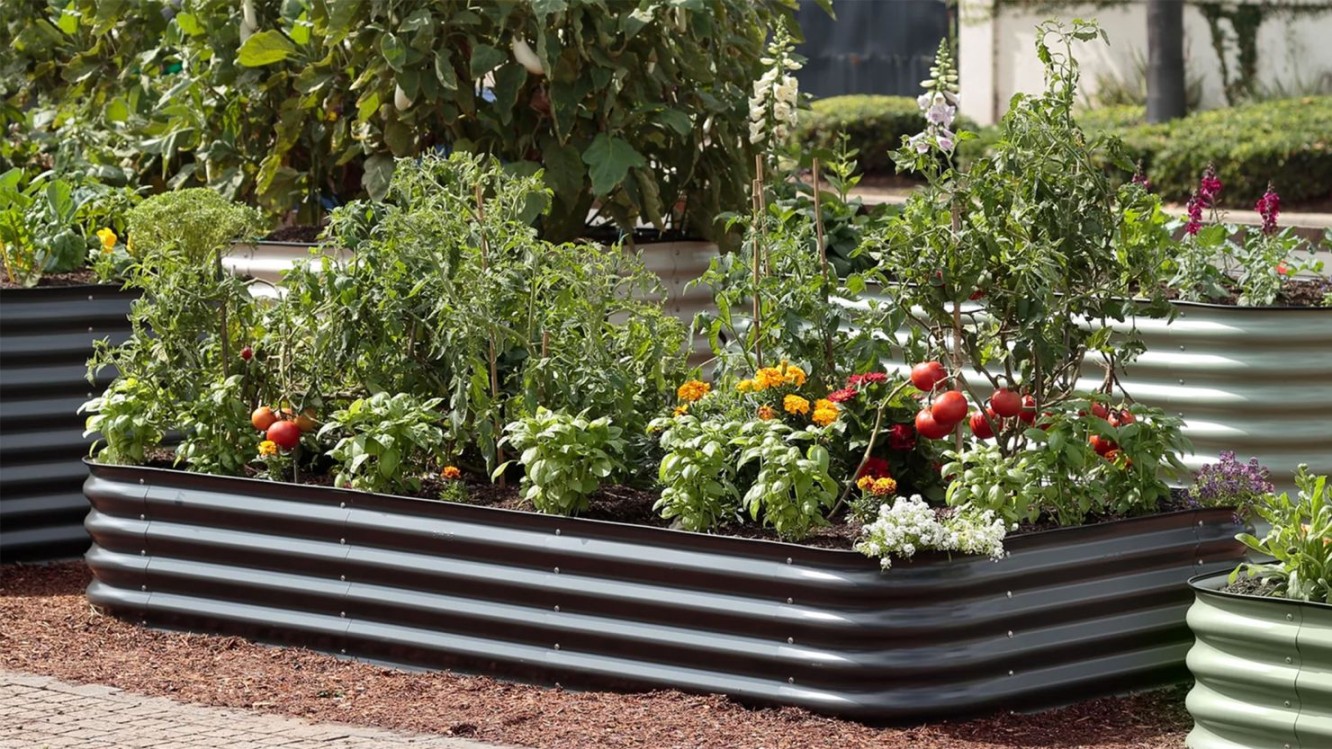 Best Raised Beds: A Gardener’s Guide