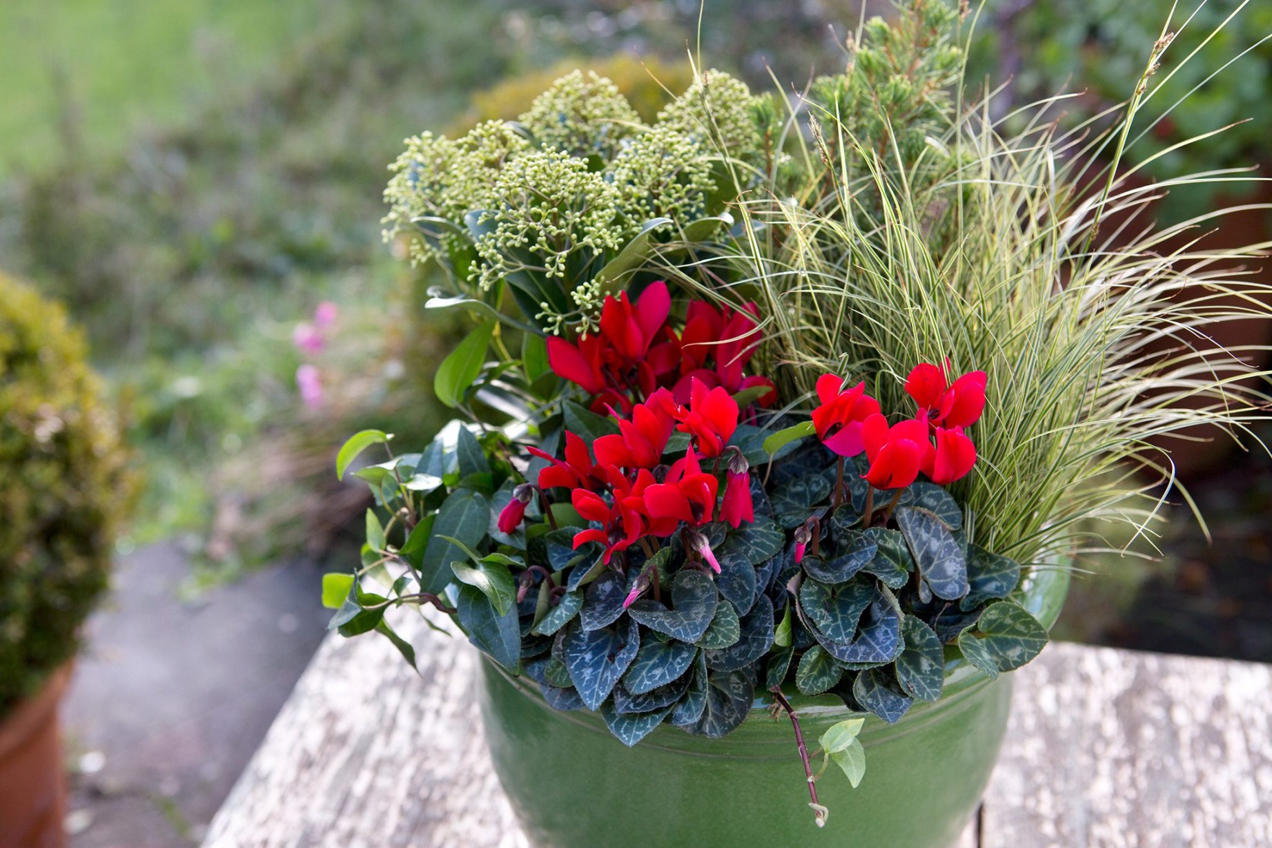 Plants For Pots For Winter: A Guide To Indoor Greenery