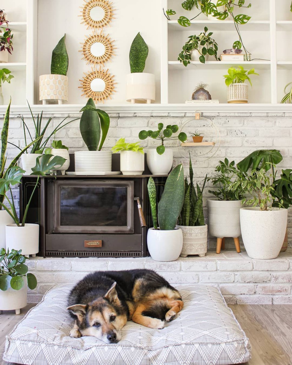 Indoor Plant Ideas: Breathe Life Into Your Space