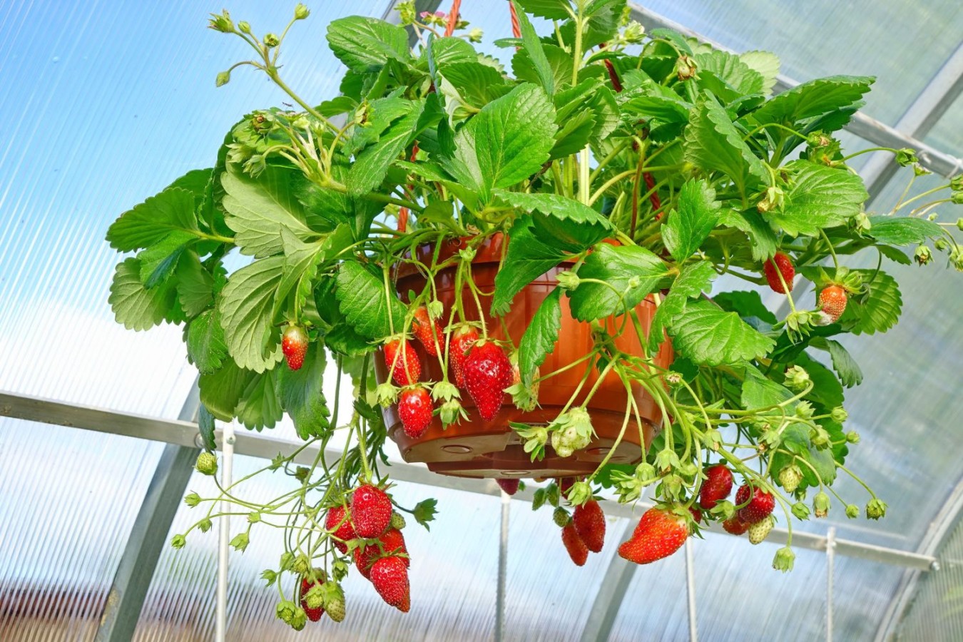 Hanging Strawberry Planter