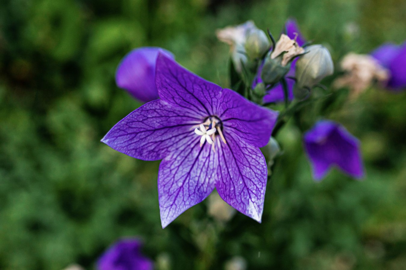 Balloon Flowers: A Delicate Display Of Nature’s Beauty