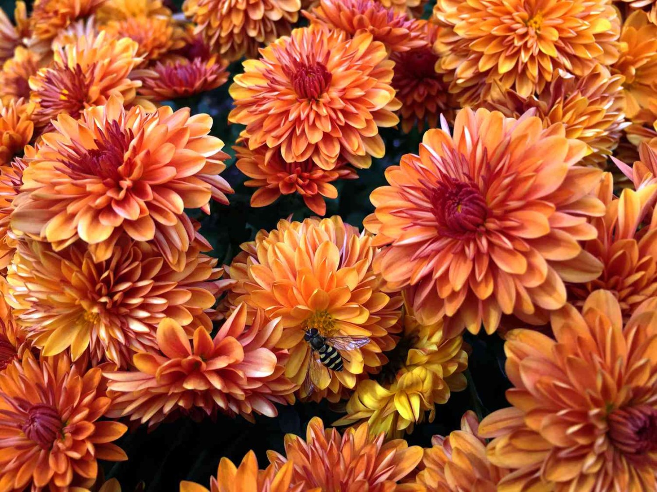 Fall Mums: A Colorful Autumn Display