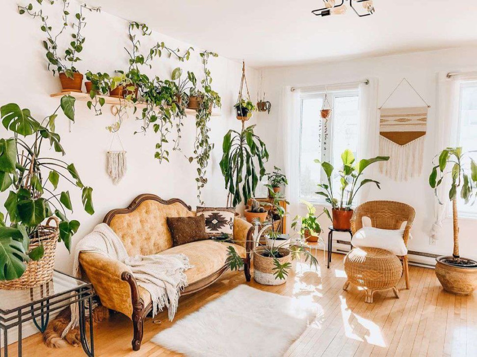 House Plant Ideas: Greening Your Indoor Space